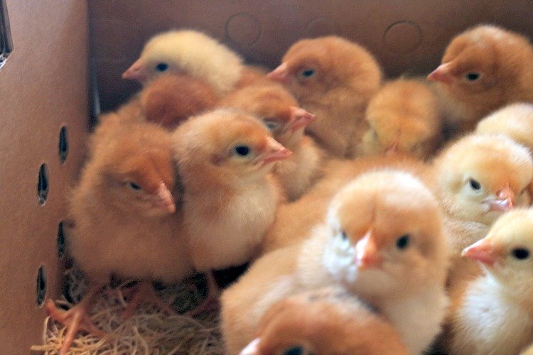 how to raise baby chicks 
