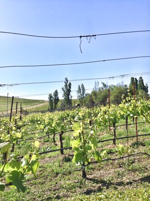 napa valley winery vineyard 