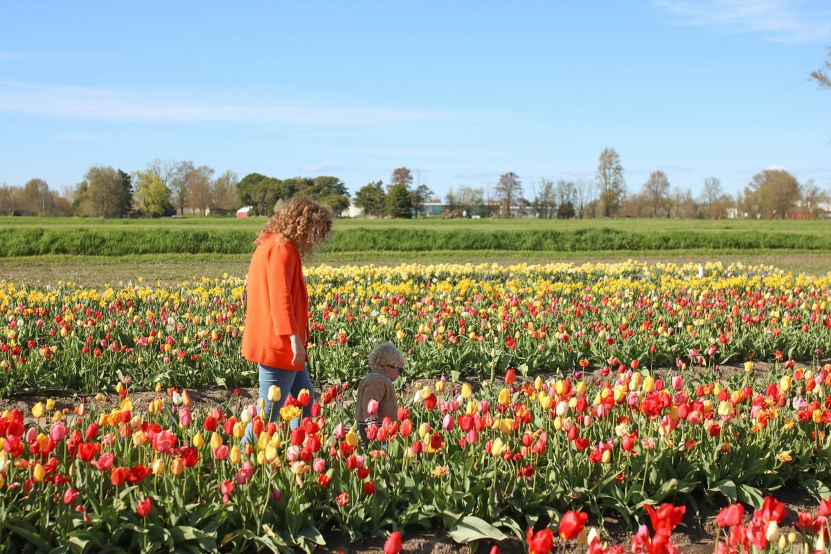 Toddler in the tulips