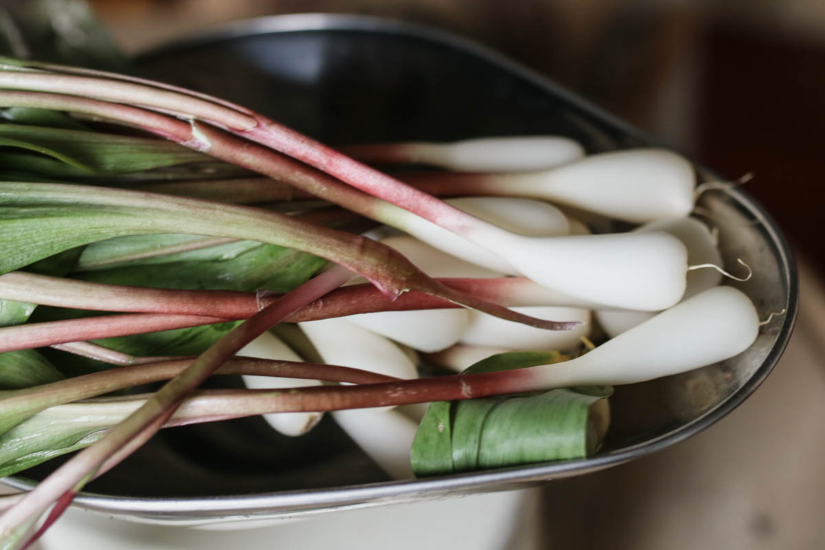 wild ramps from michigan 