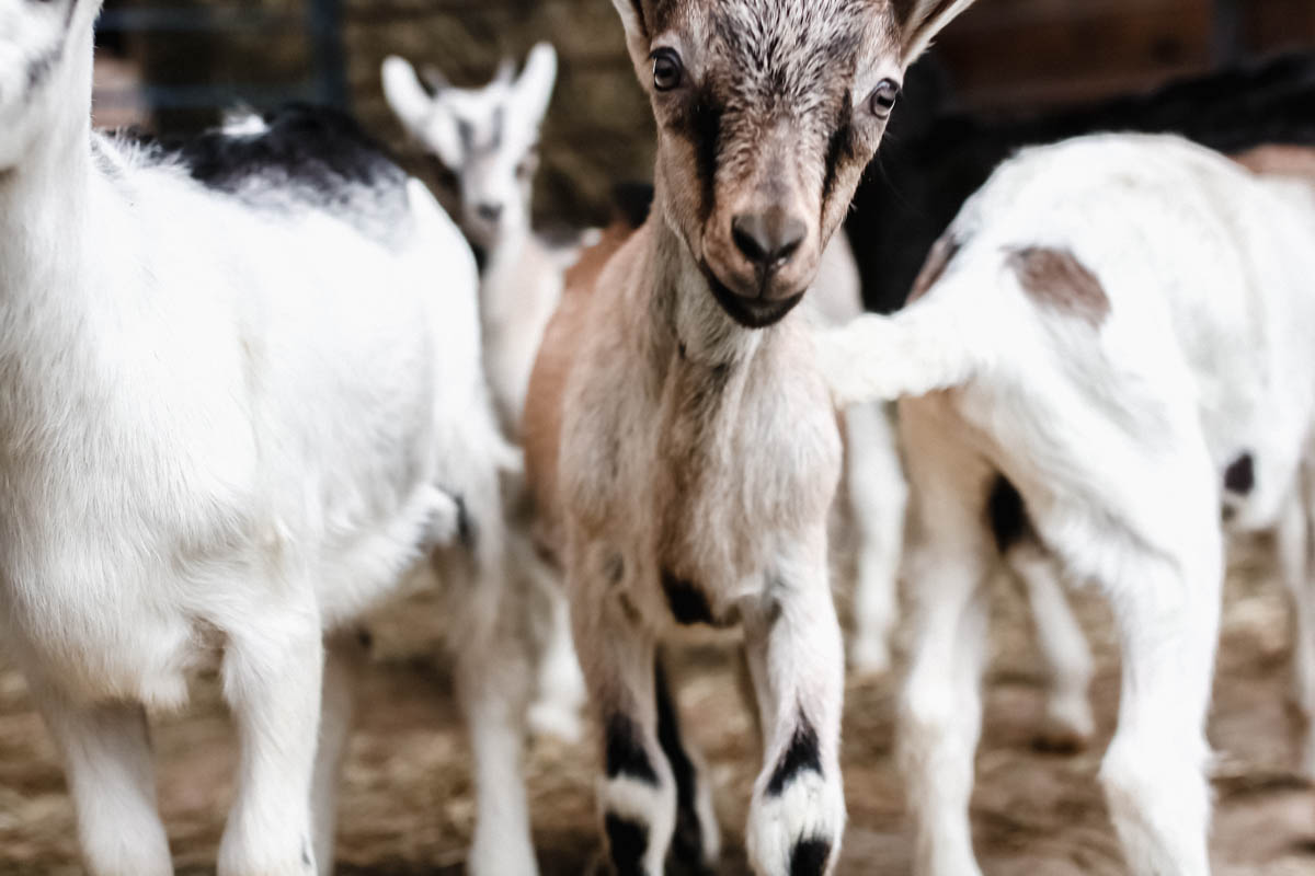 goats in michigan
