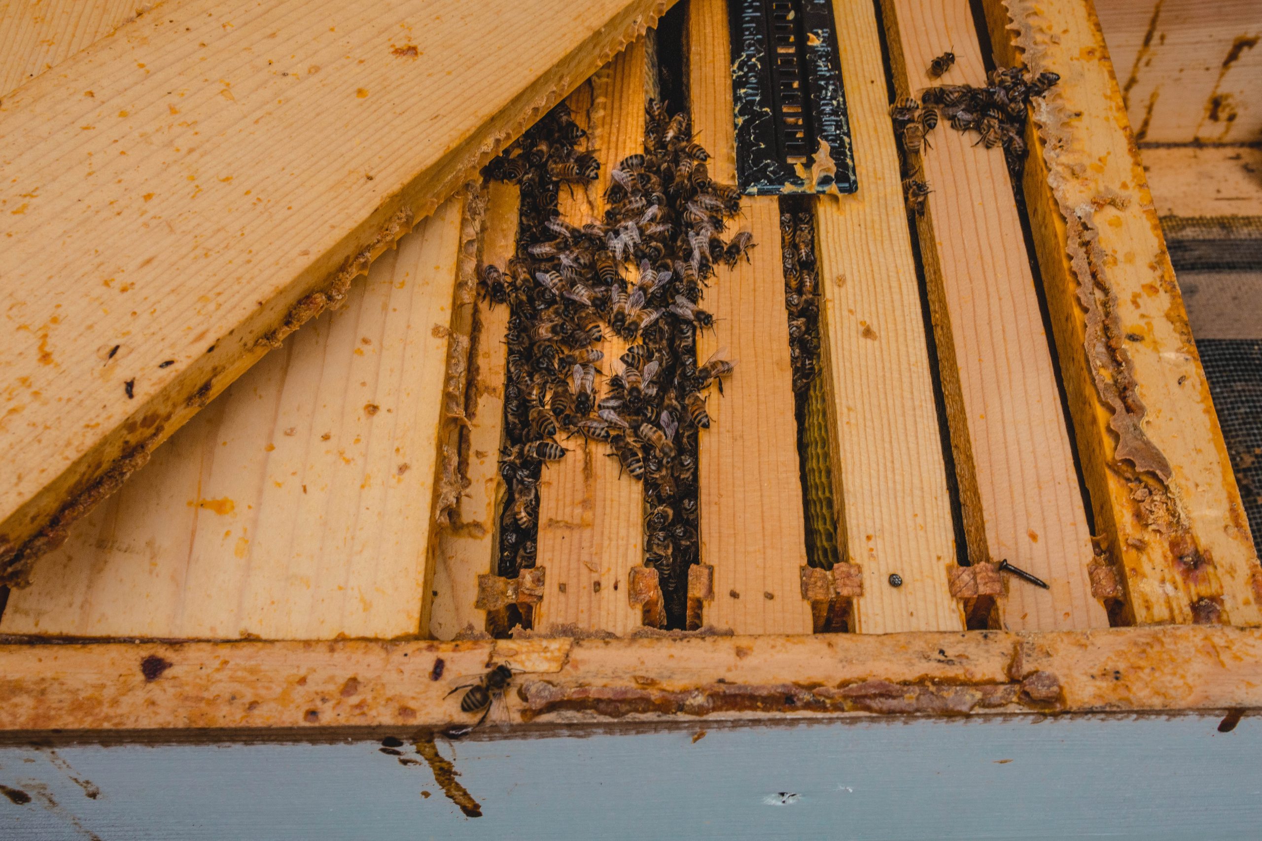 Beekeeping in Michigan Winter 