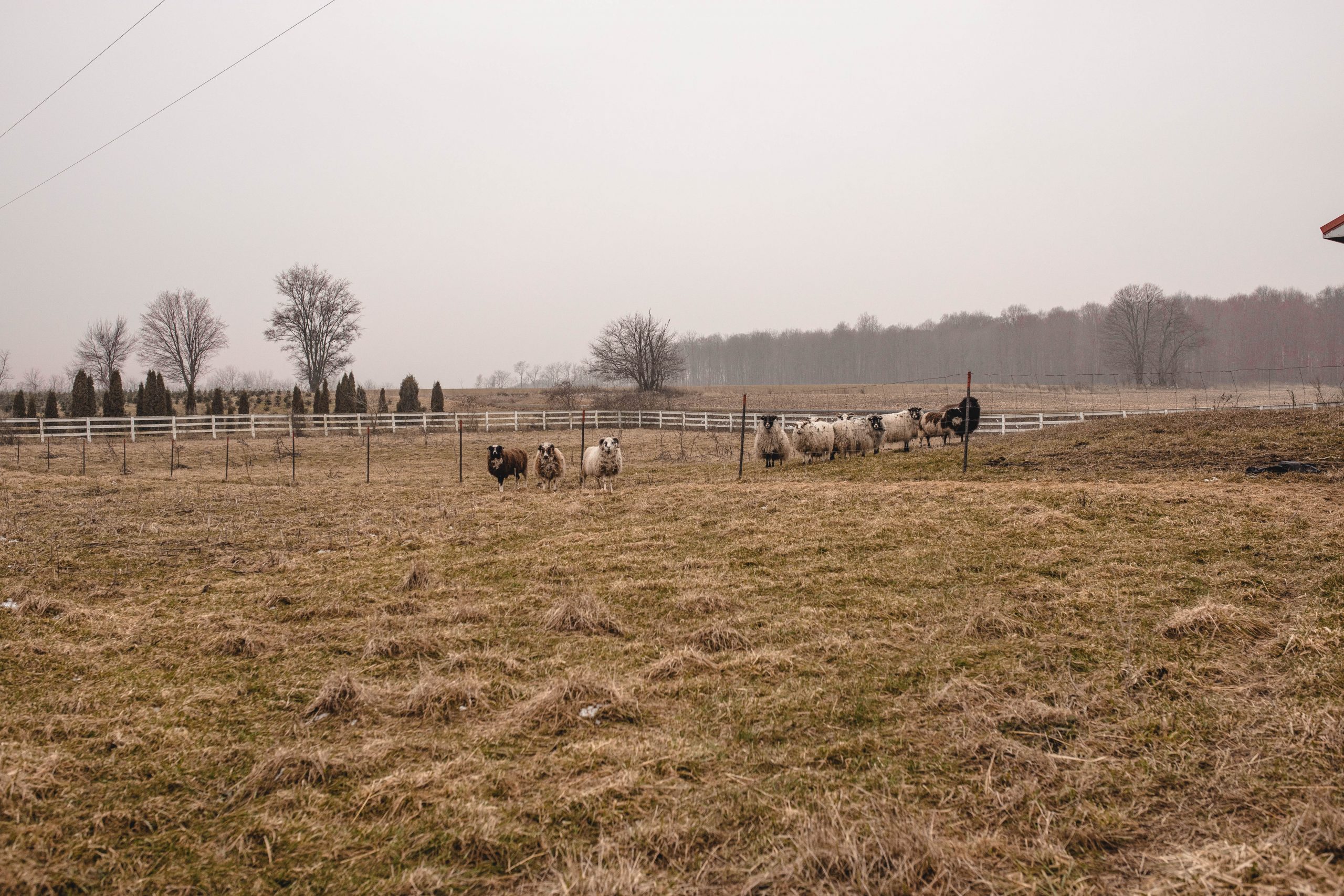 Icelandic Sheep Allegan Michigan 