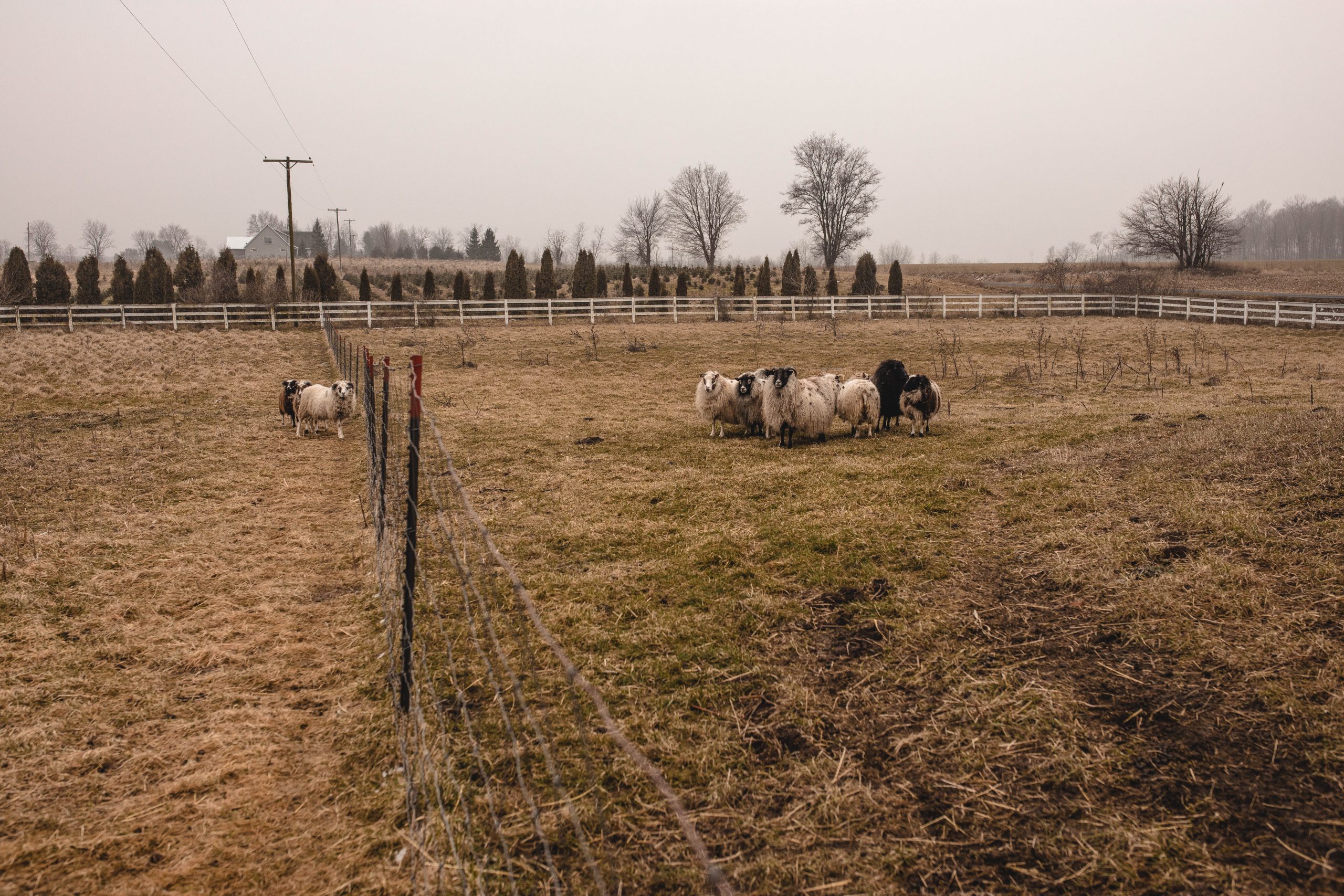 Icelandic Sheep Allegan Michigan 
