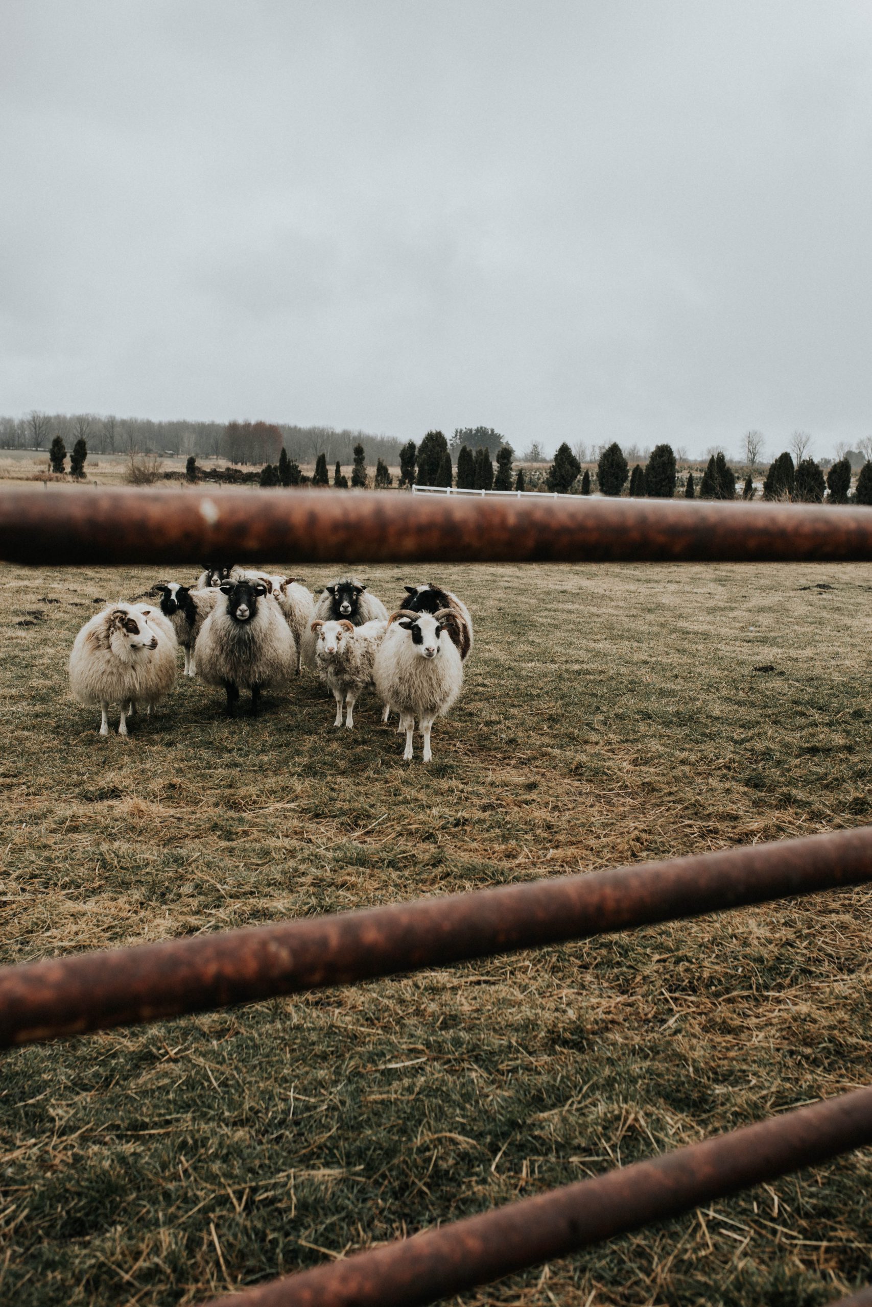 Raising Icelandic sheep