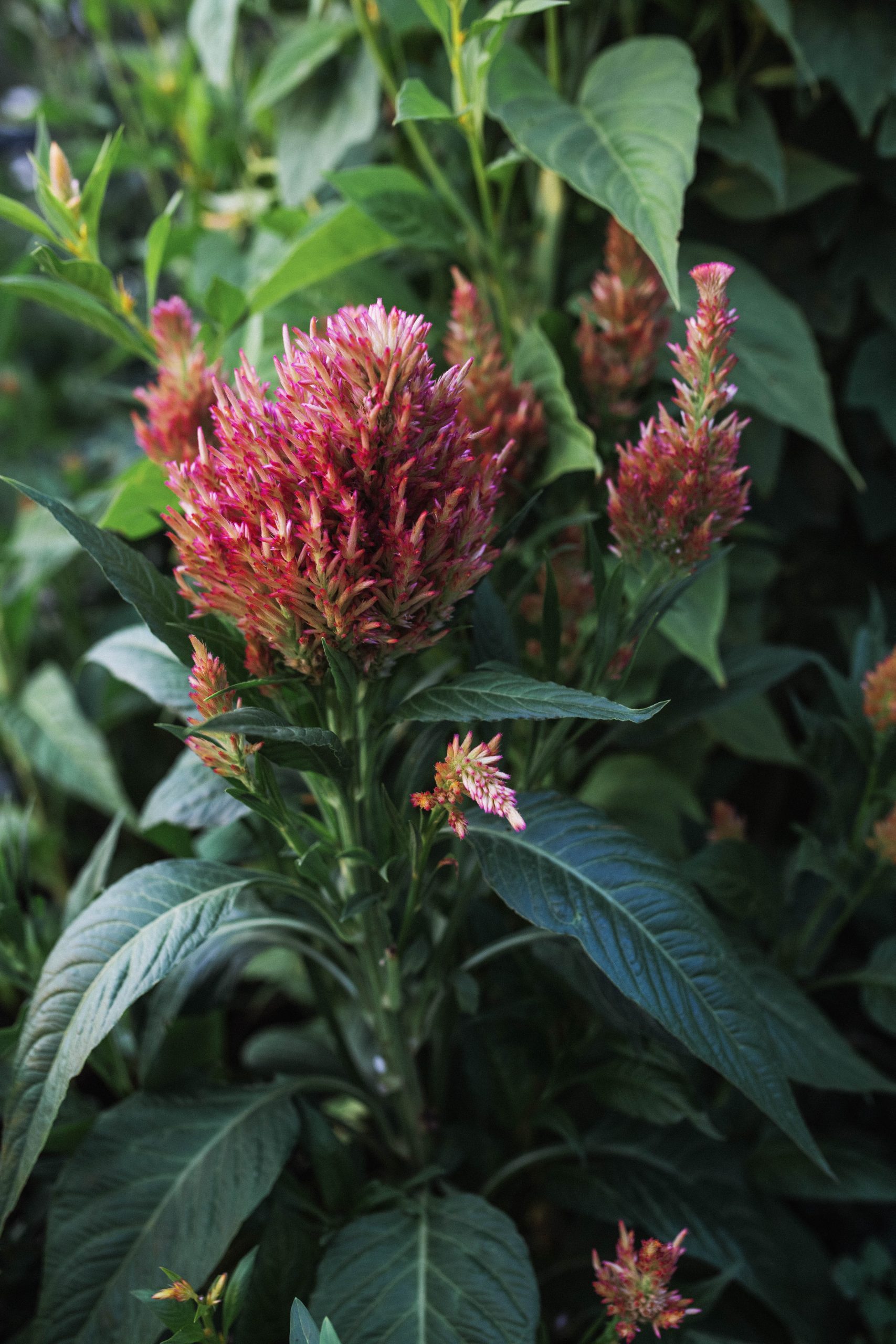 Three Flowers Beginner Gardens Should Grow From Seed Celosia 