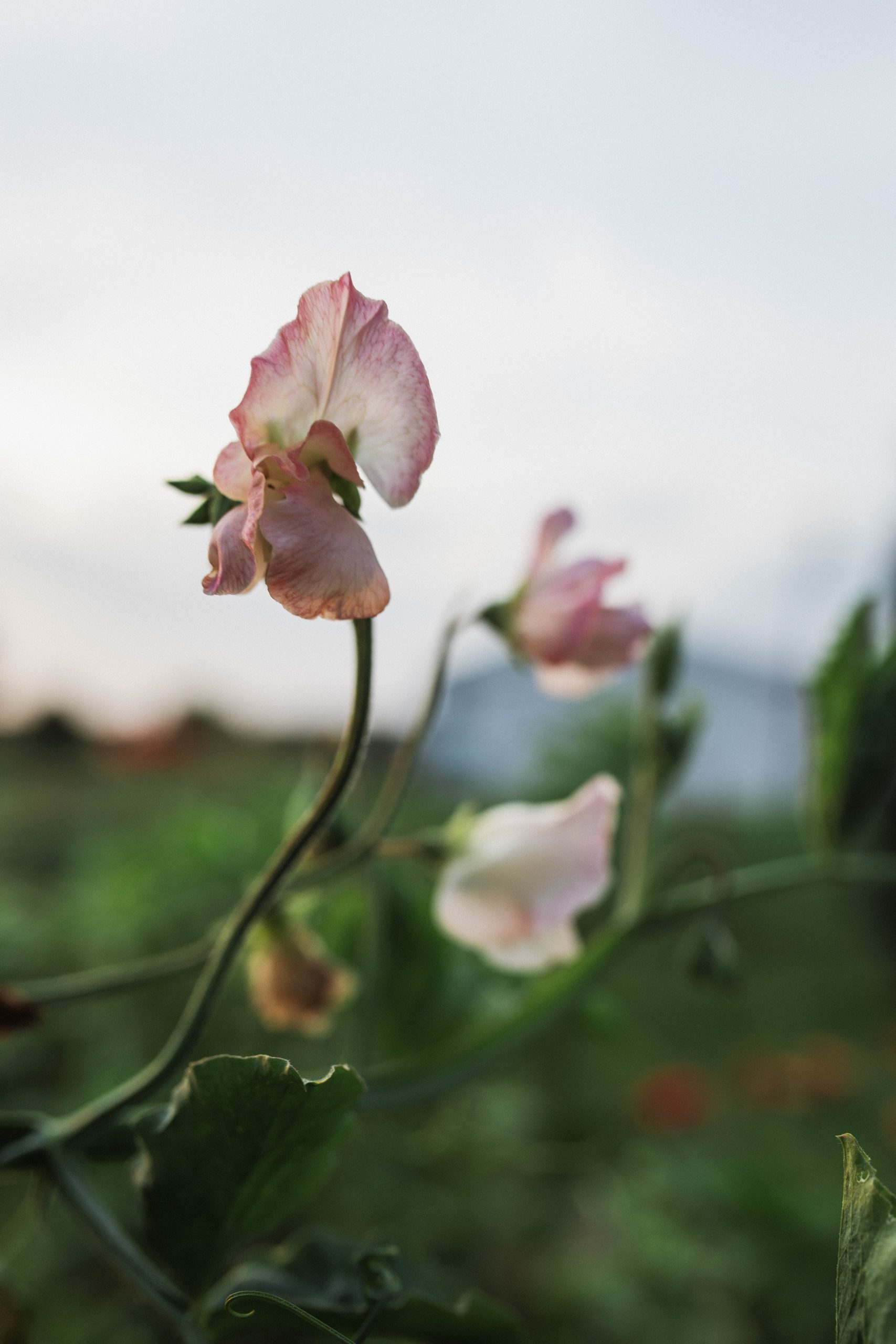 Sweet Pea Seeds and Other Cut Flower Seed Sources