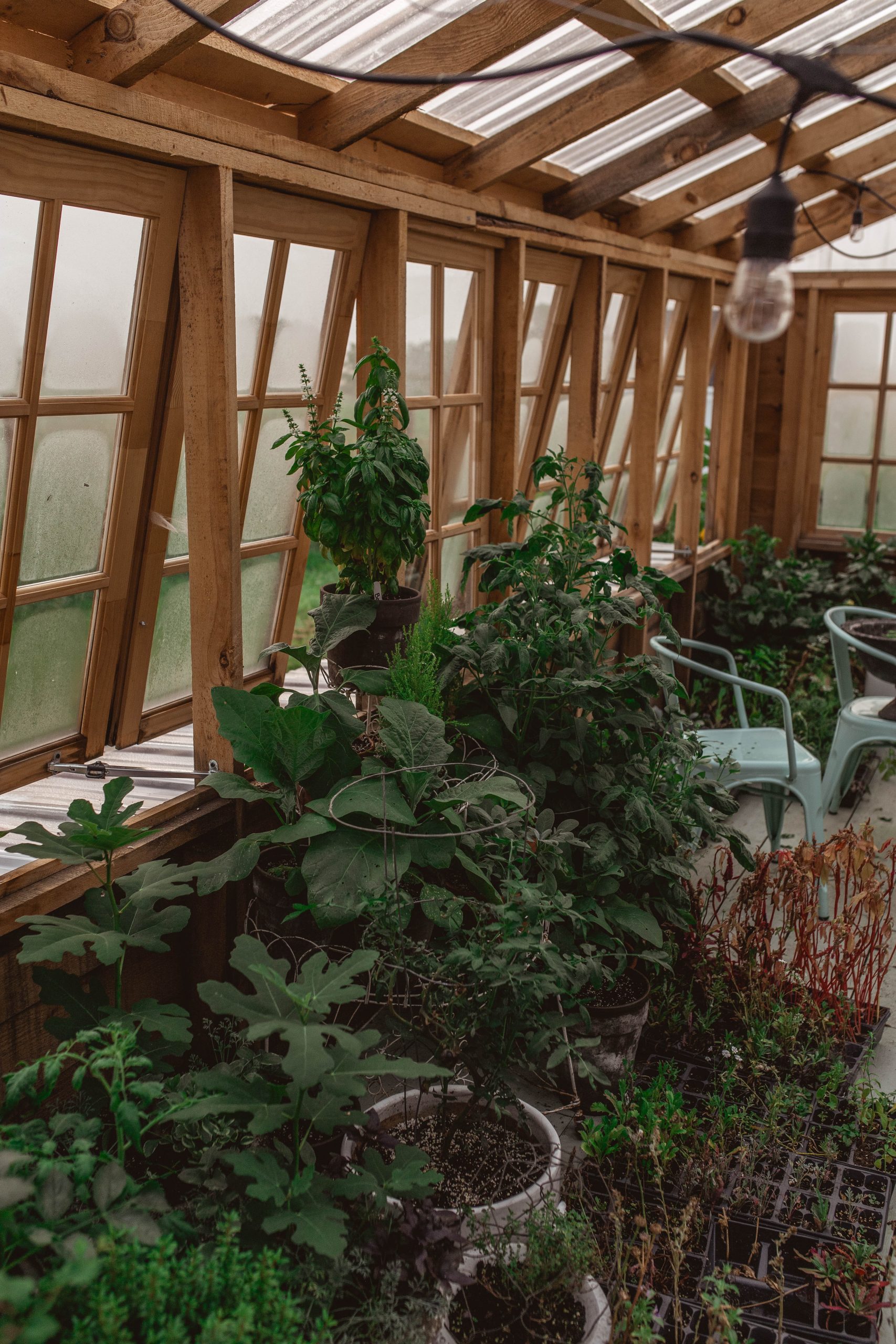Inside my Amish Built Greenhouse