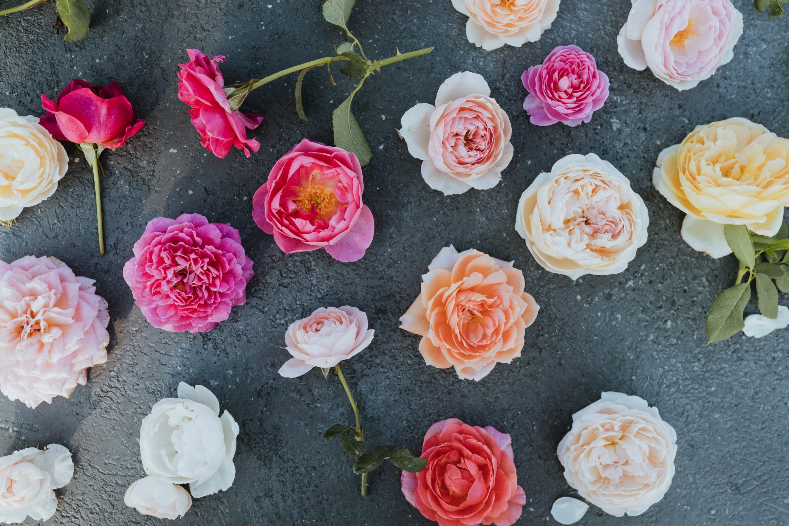 What David Austin Roses Are best for flower arrangements 