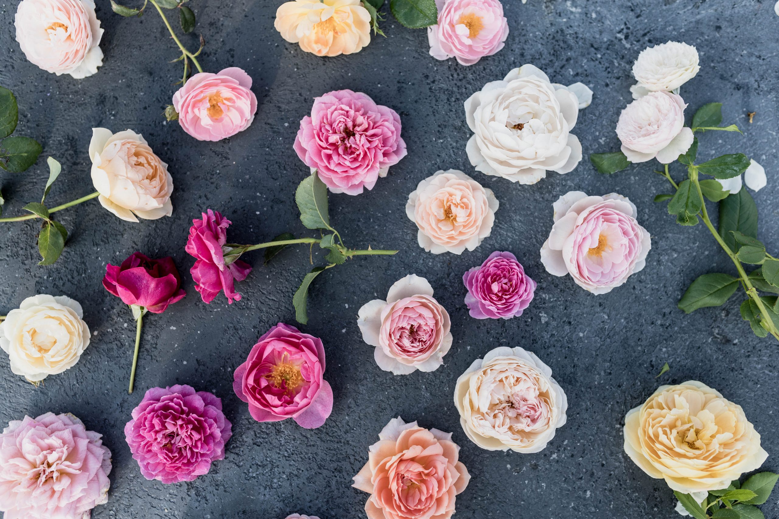 A guide to ordering David Austin Roses 