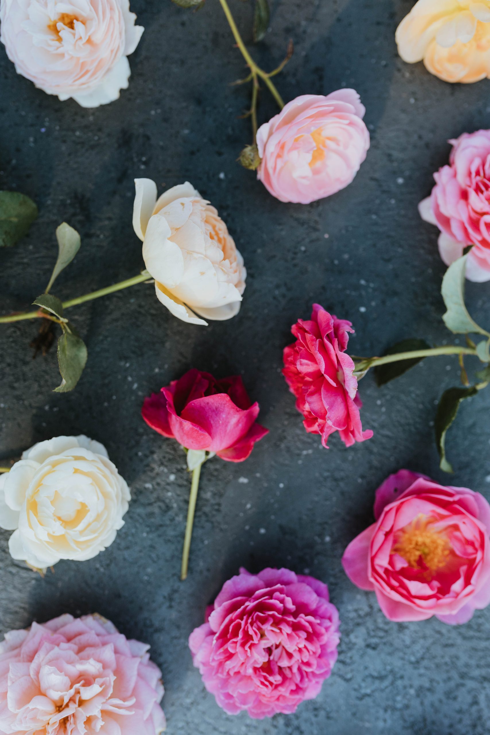 A guide to David Austin roses